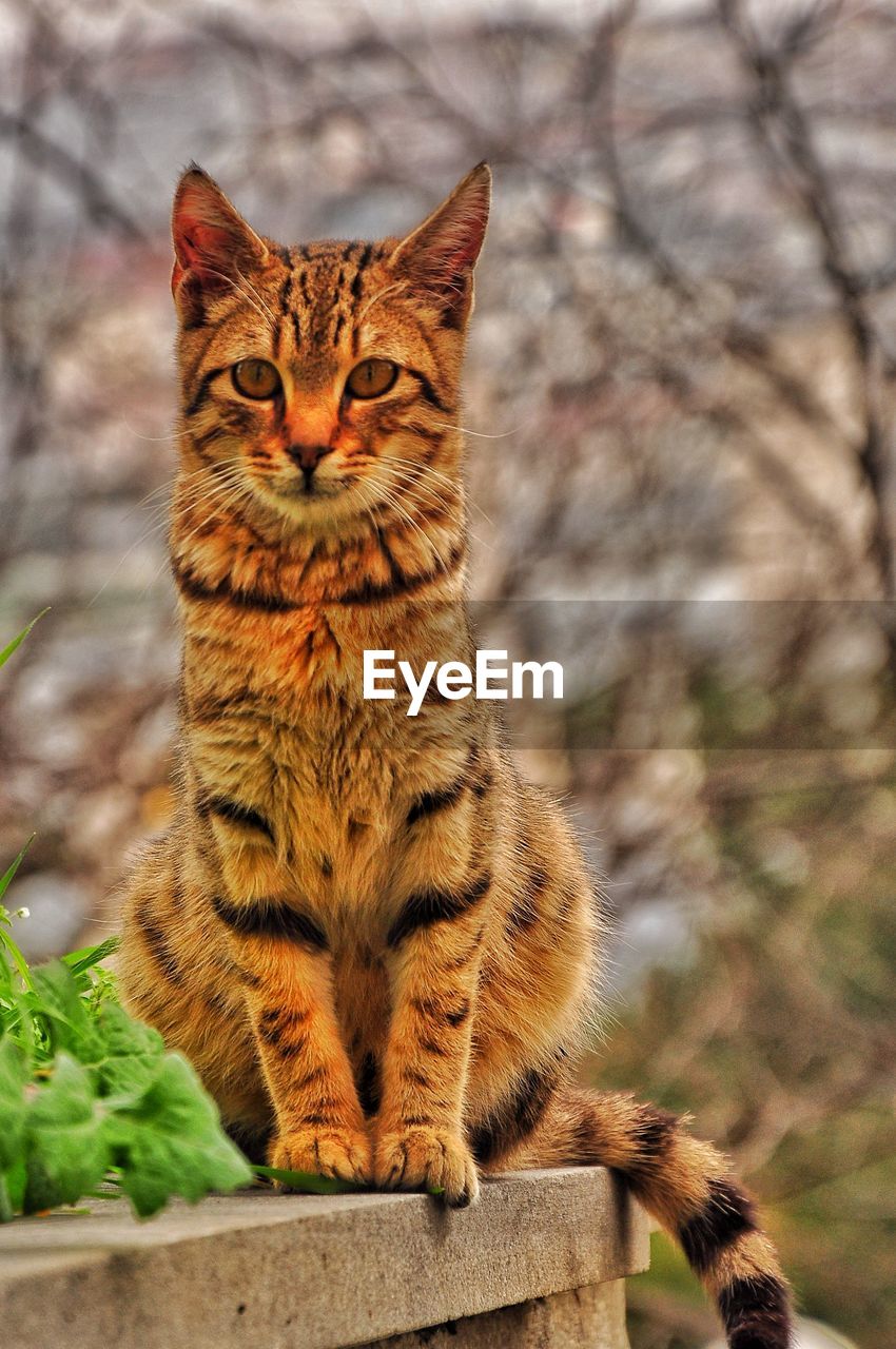 animal, animal themes, mammal, cat, feline, pet, one animal, domestic cat, wild cat, domestic animals, whiskers, small to medium-sized cats, portrait, felidae, wildlife, looking at camera, no people, tabby cat, sitting, bobcat, carnivore, nature, focus on foreground, day