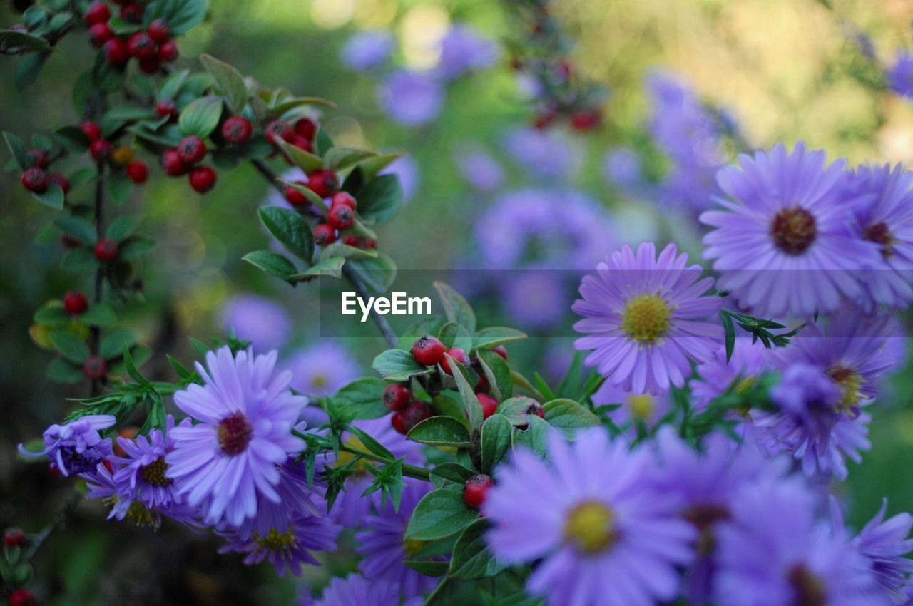 CLOSE UP OF PURPLE FLOWERING PLANTS