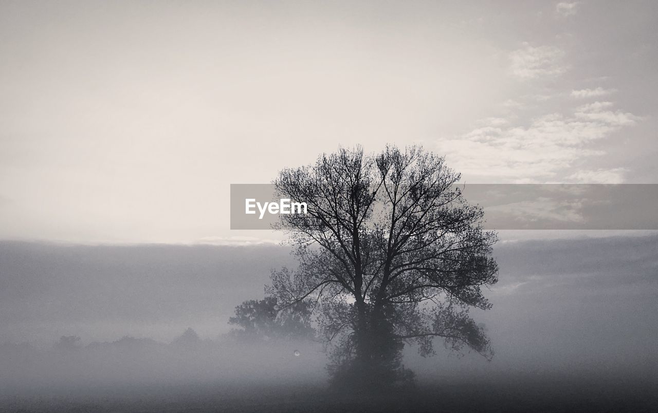 VIEW OF BARE TREE ON LANDSCAPE AGAINST CLEAR SKY