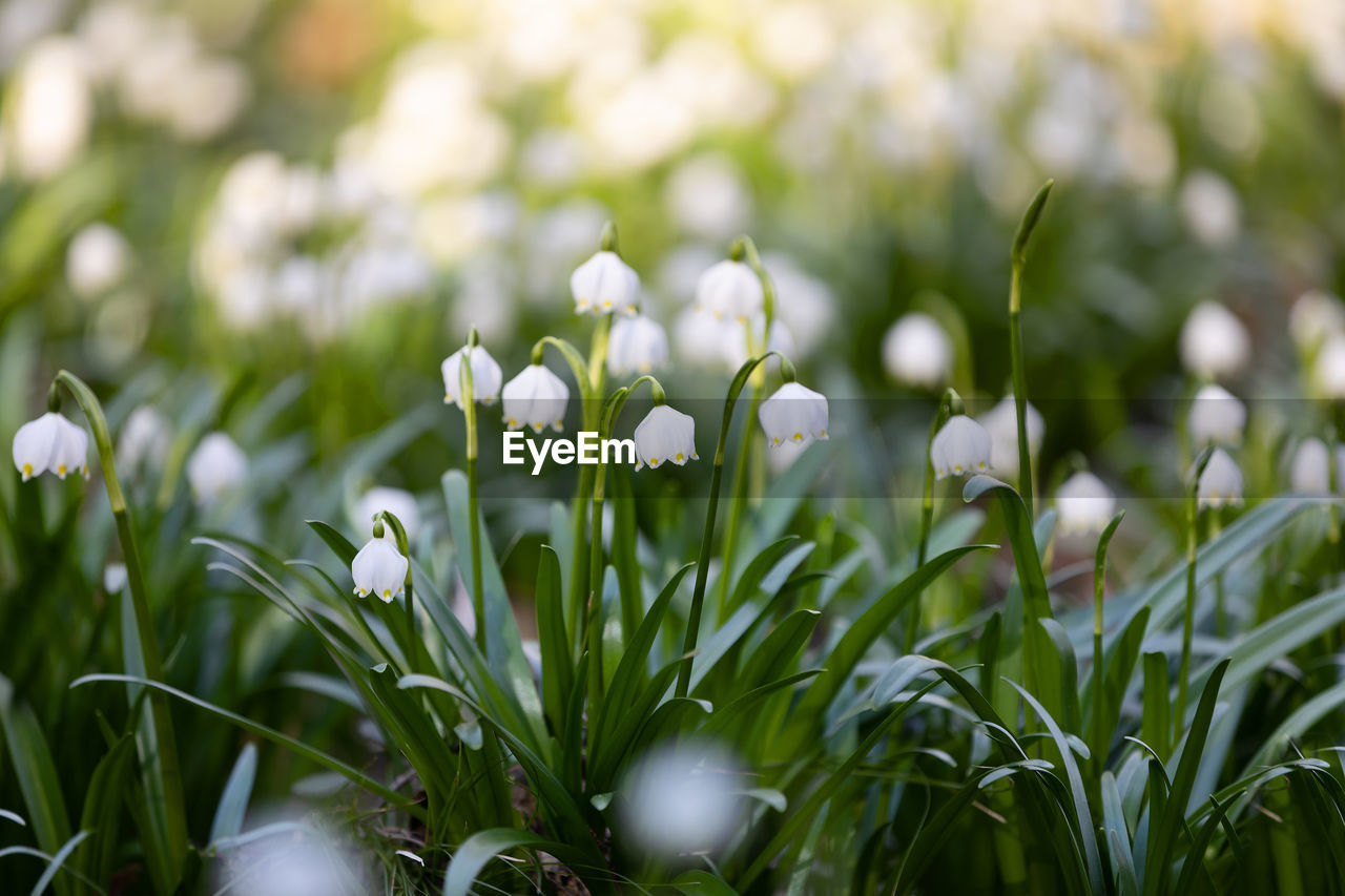 Close-up of white flowering plants on field