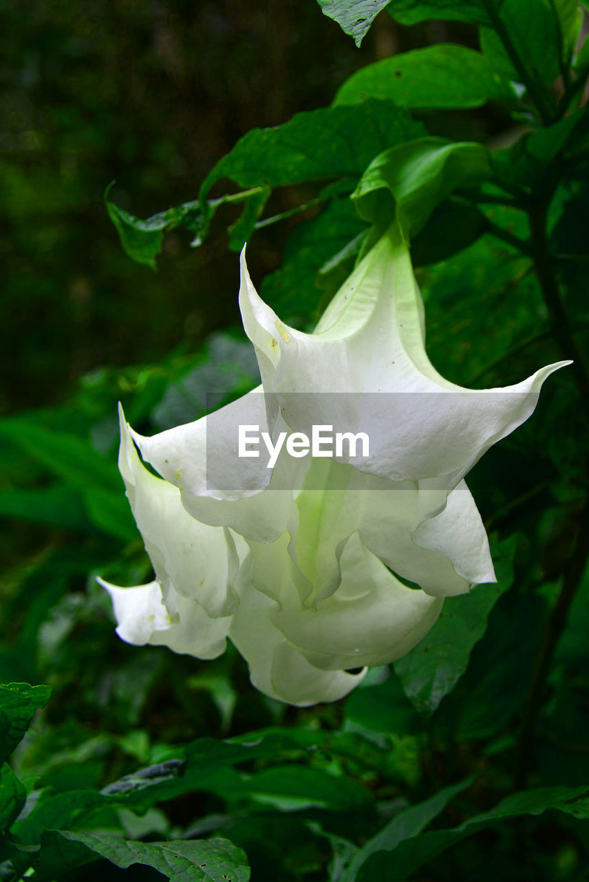 CLOSE-UP OF ROSE BLOOMING OUTDOORS