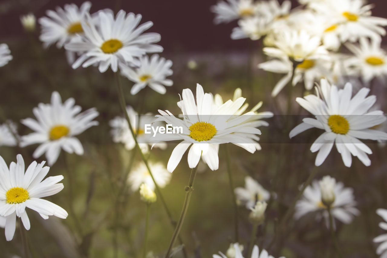 CLOSE-UP OF WHITE FLOWERS BLOOMING OUTDOORS