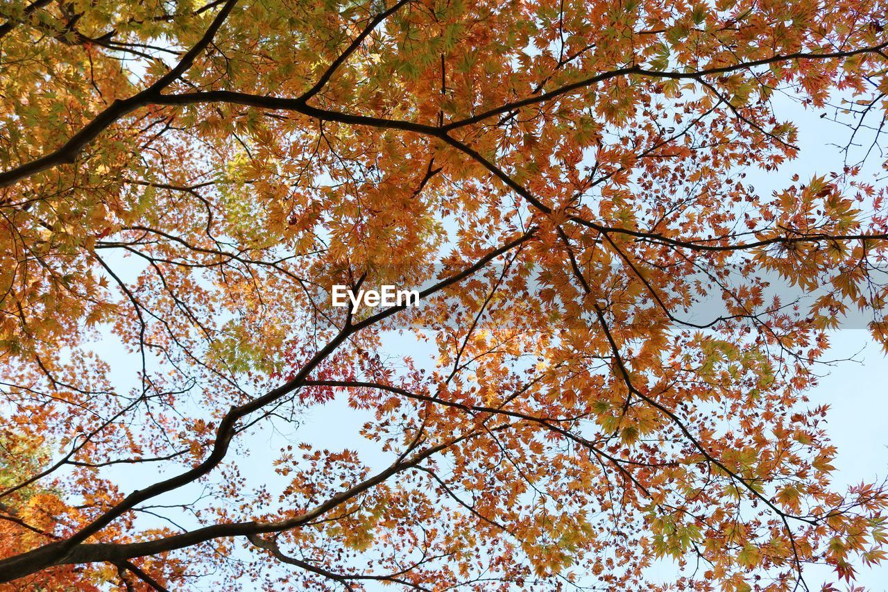 LOW ANGLE VIEW OF TREES AGAINST SKY