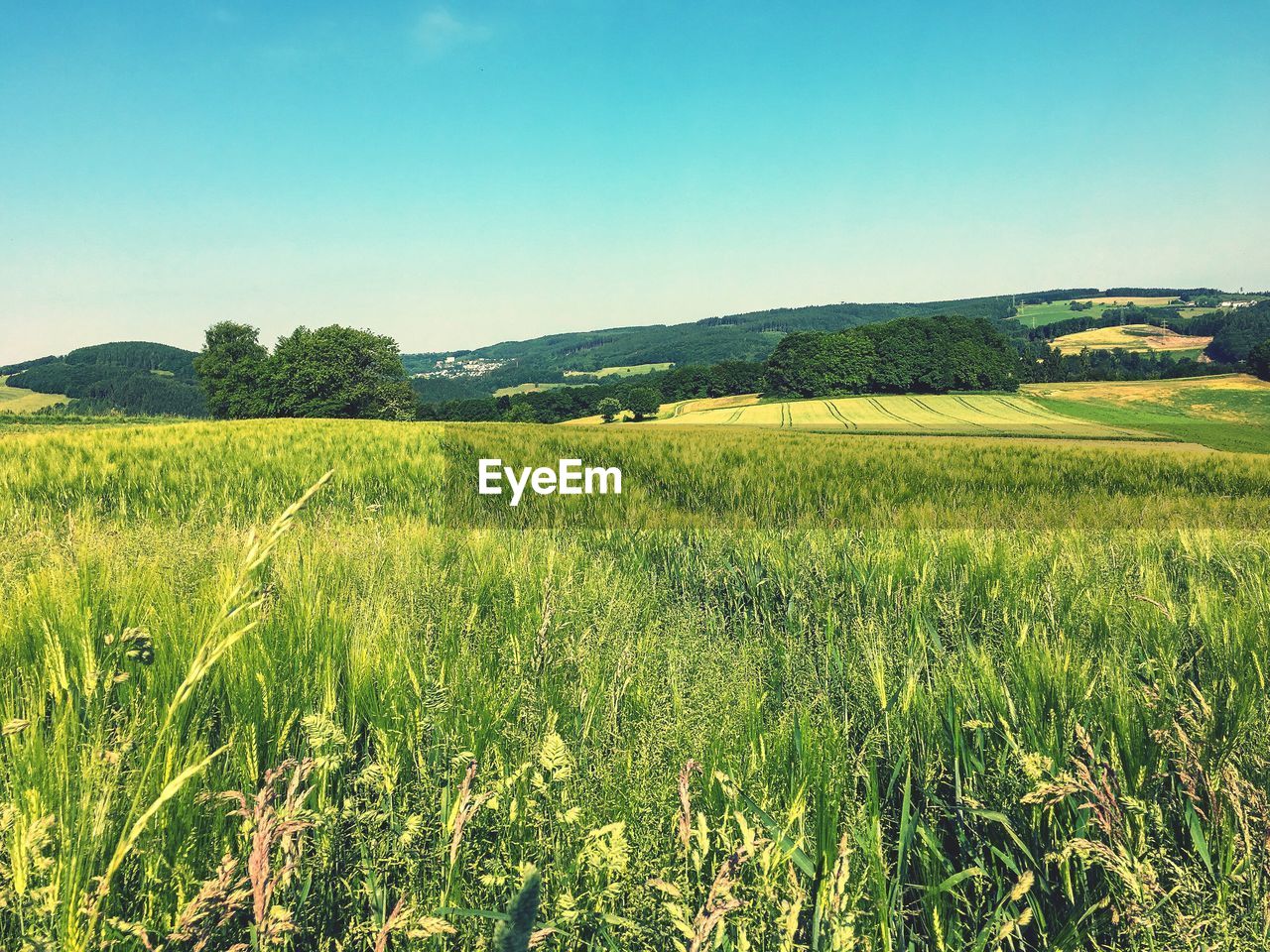 Scenic view of wheat field against clear sky