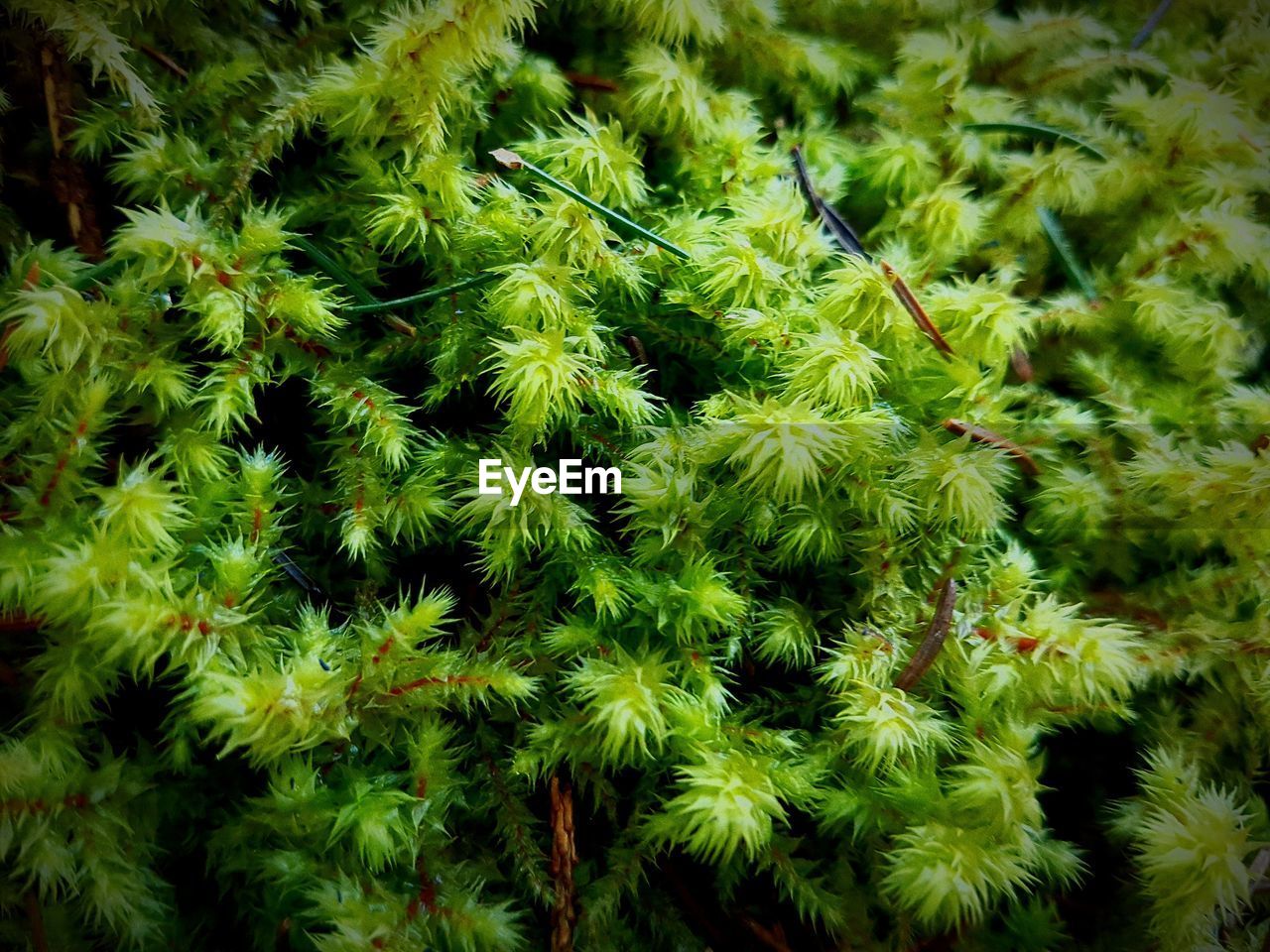 CLOSE-UP OF FRESH PLANTS