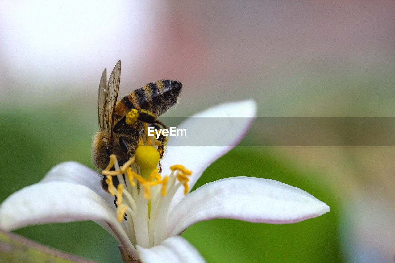 Bees collecting pollen, flying or on white lemon flowers, bokeh background