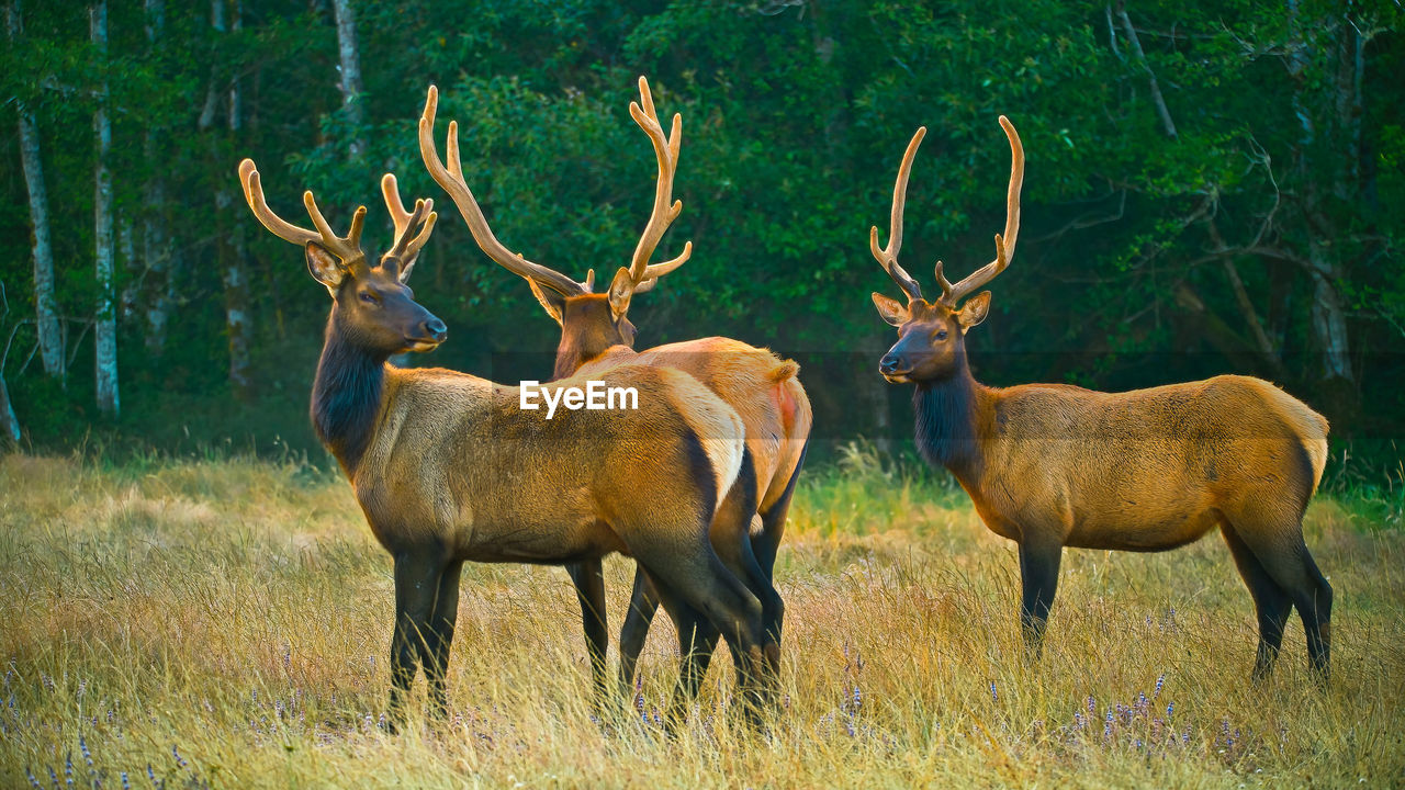 side view of deer standing on field