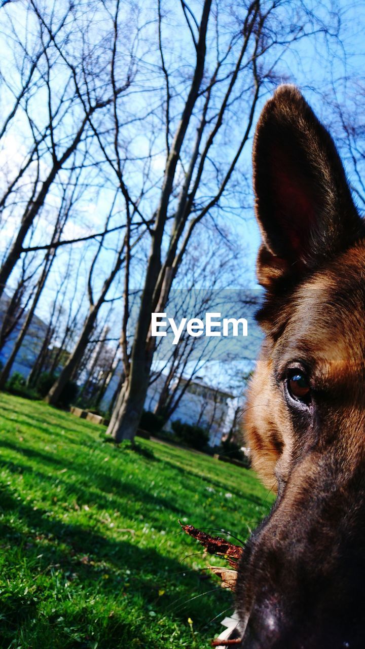 Low angle close-up of dog on grassy field