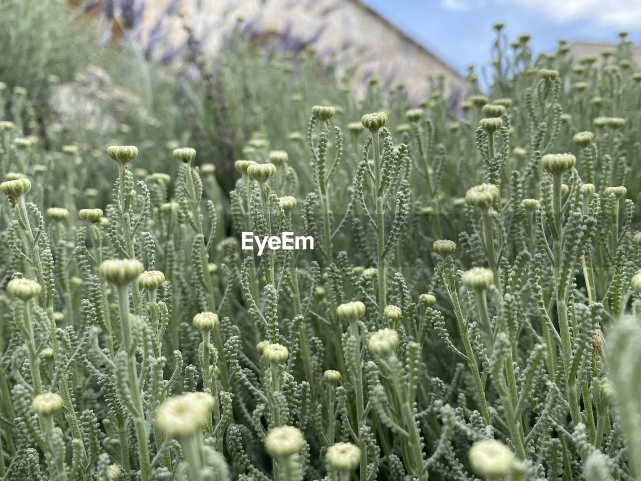 CLOSE-UP OF PLANTS ON FIELD