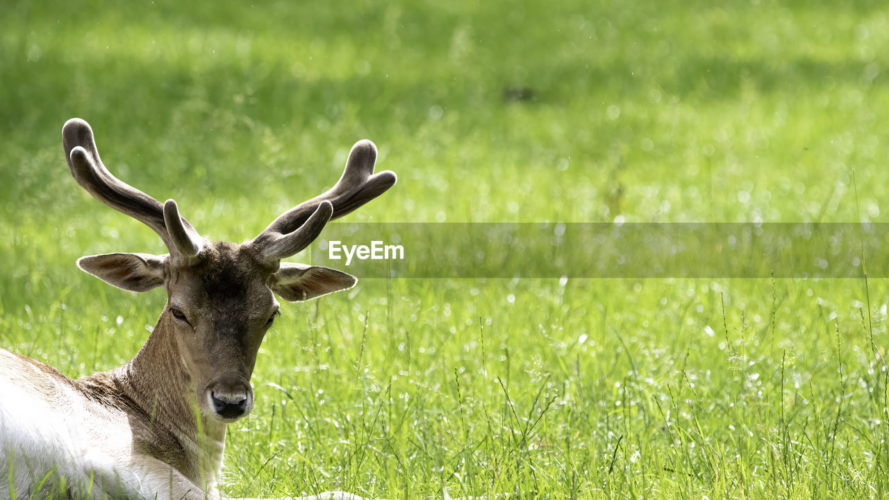 A tired deer is resting on a hot day on a green meadow, the grass glow from the sunlight.