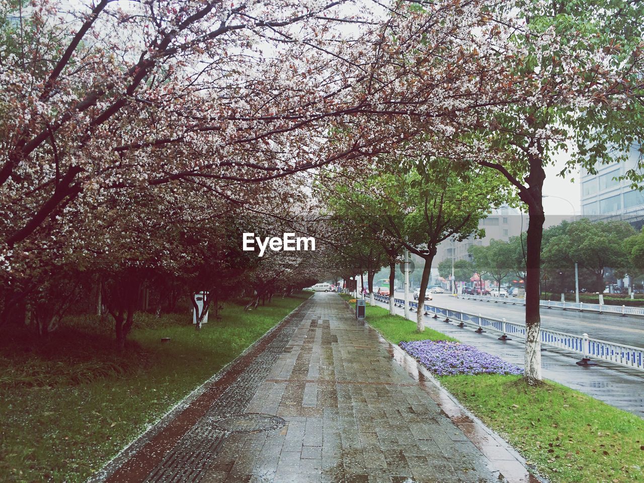 View of cherry blossom trees in city