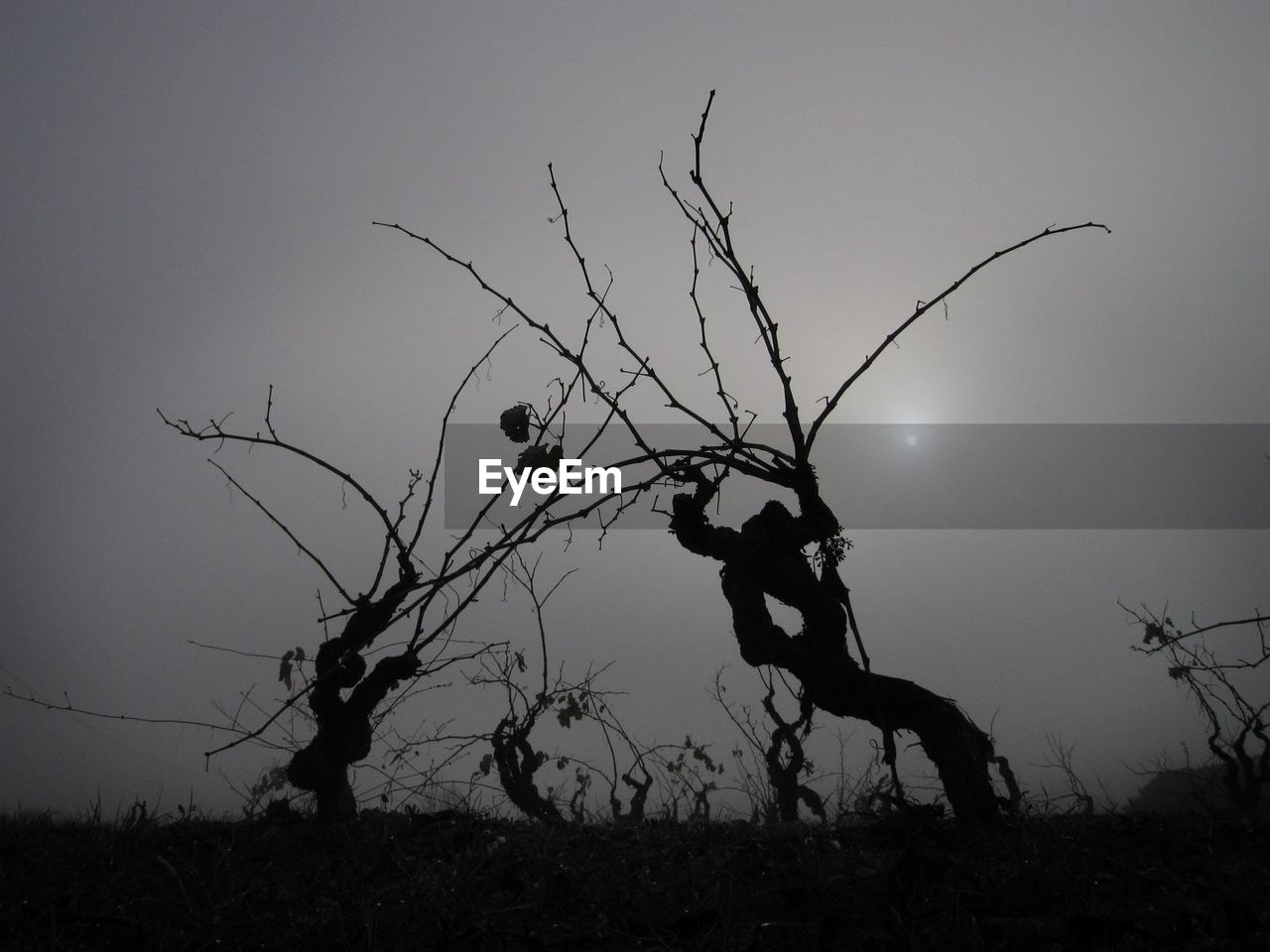 SILHOUETTE OF BARE TREE ON FIELD