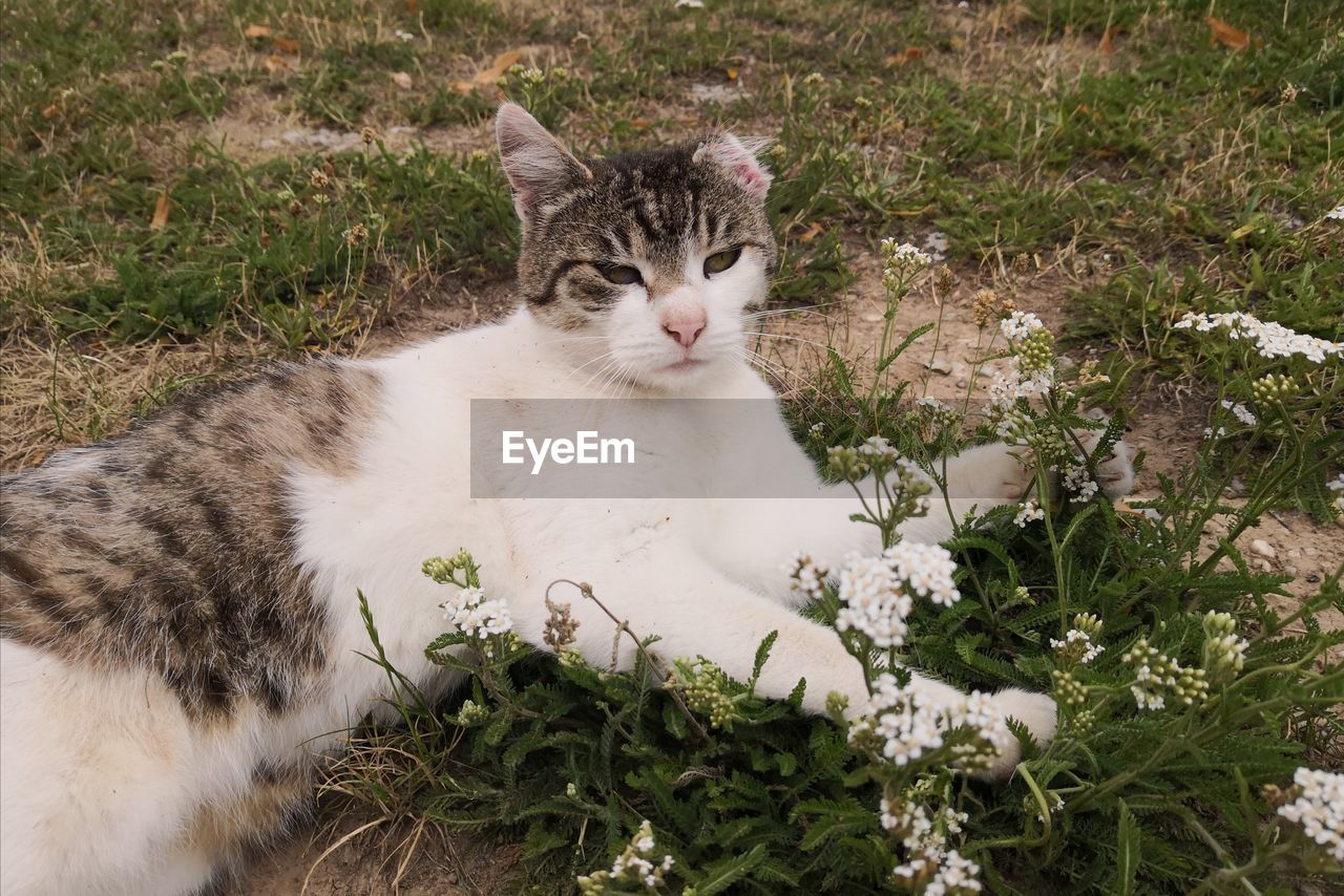 PORTRAIT OF CAT ON FIELD BY GRASS