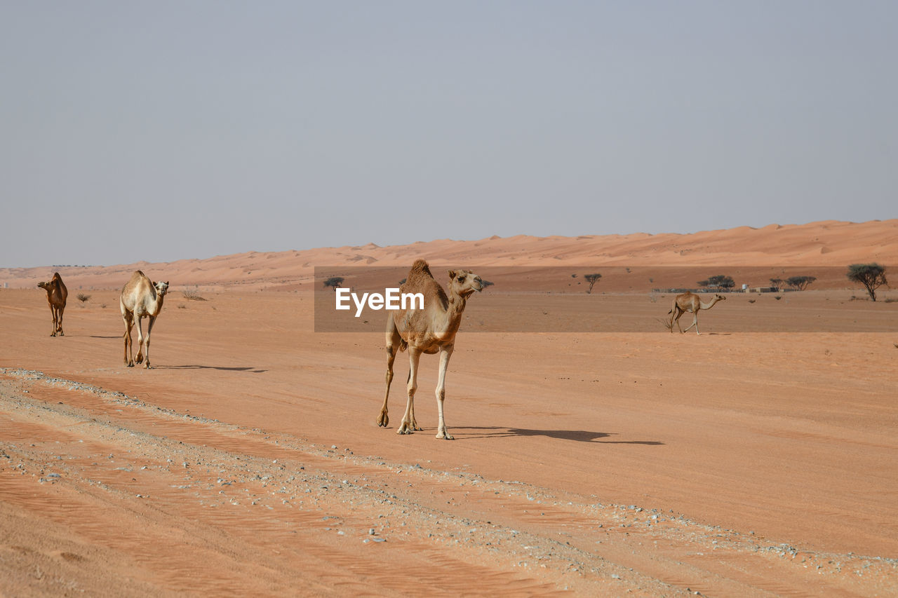 Full length of camels walking in desert against clear sky