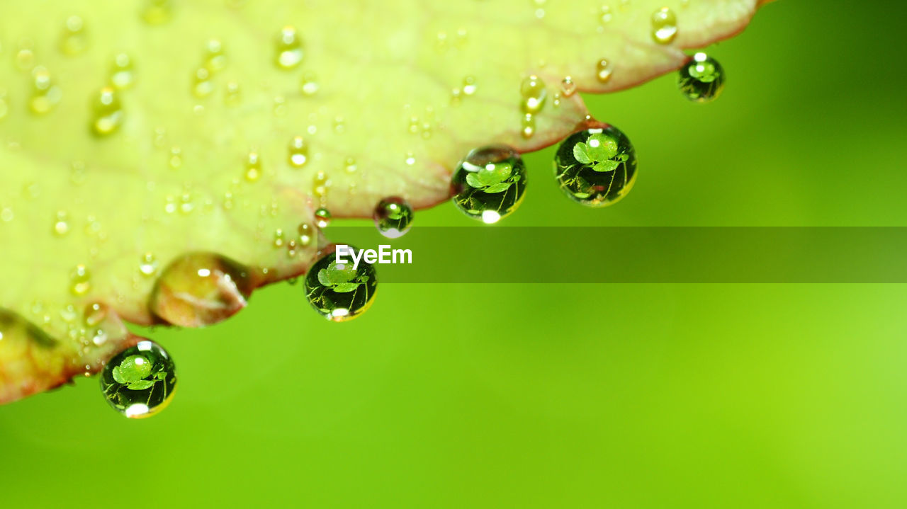 Close-up of raindrops on green leaf