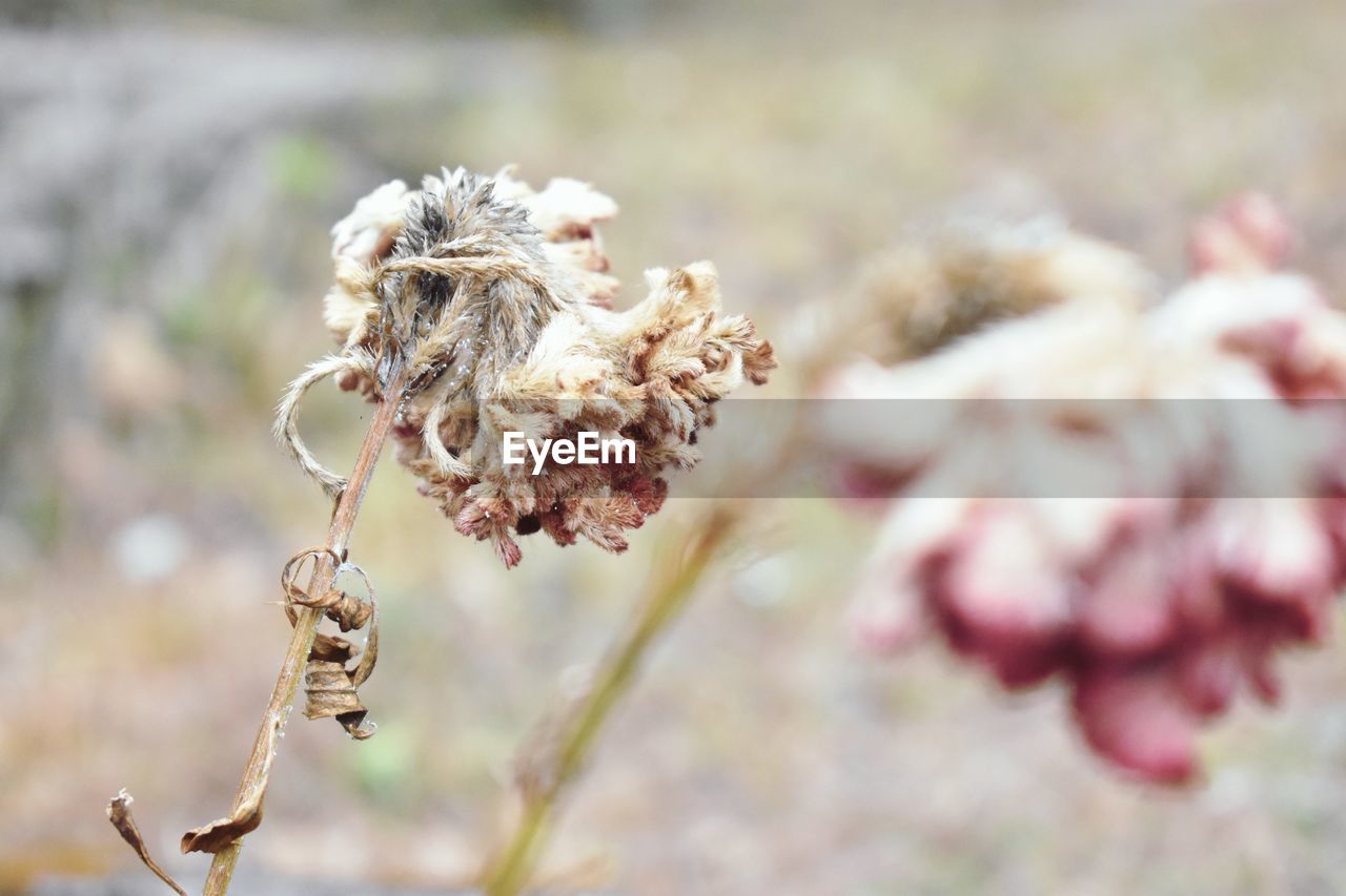 Close-up of wilted flower