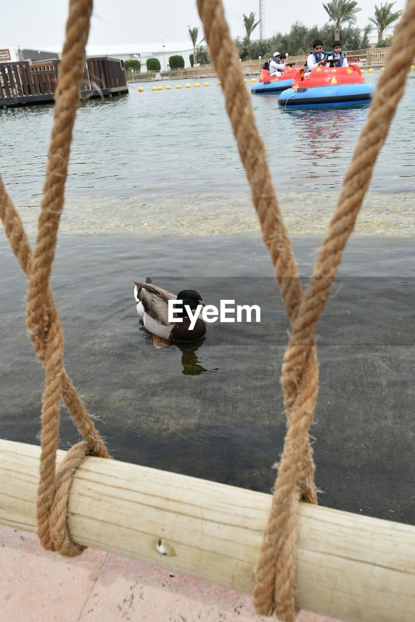 VIEW OF SEAGULL ON WOODEN POST