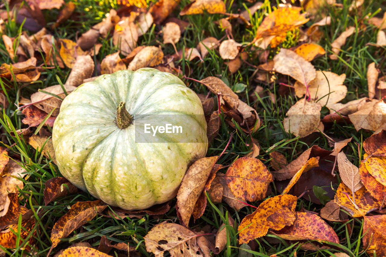 close-up of pumpkin on field