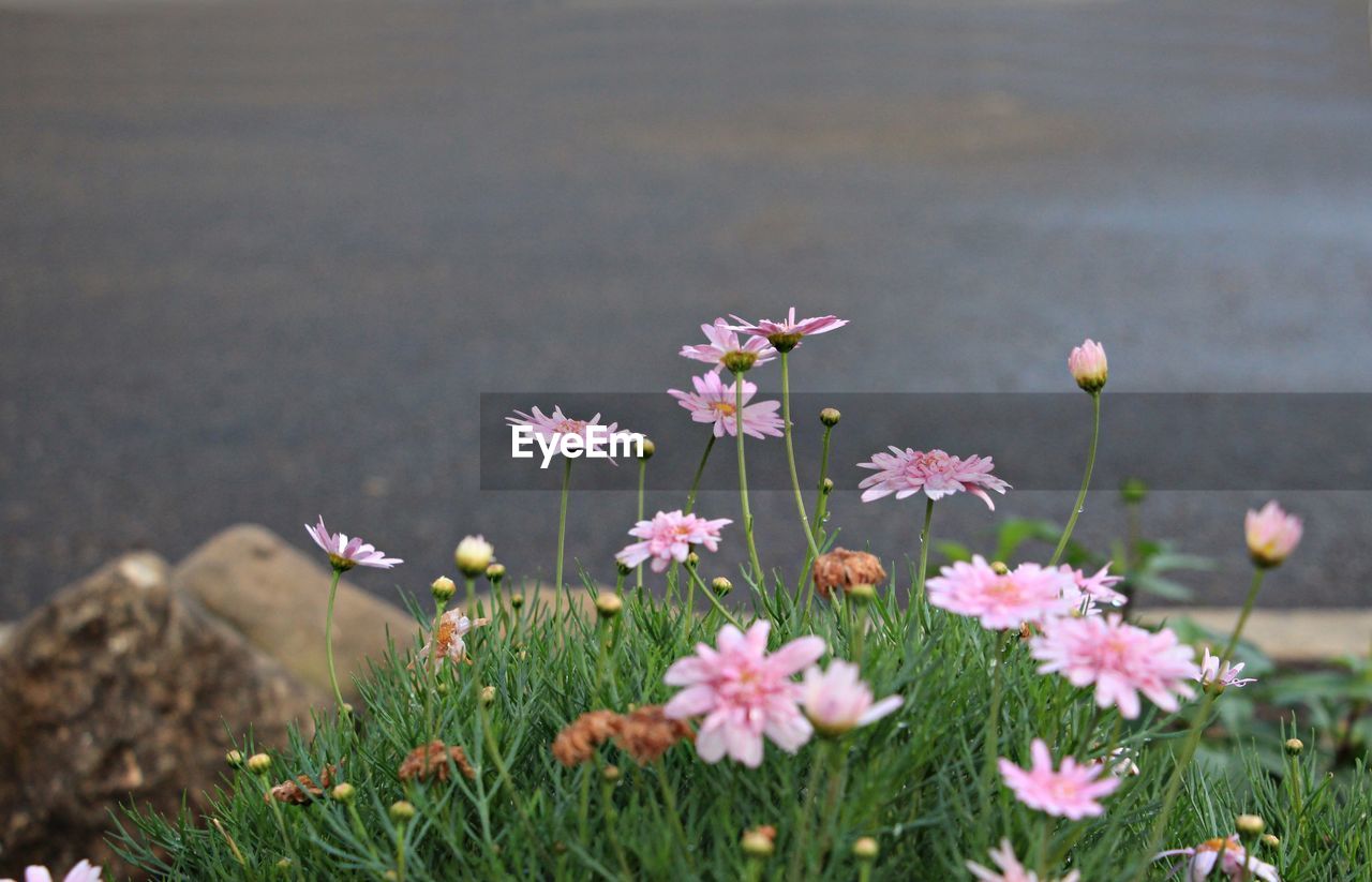 Close-up of pink flowering plants on field