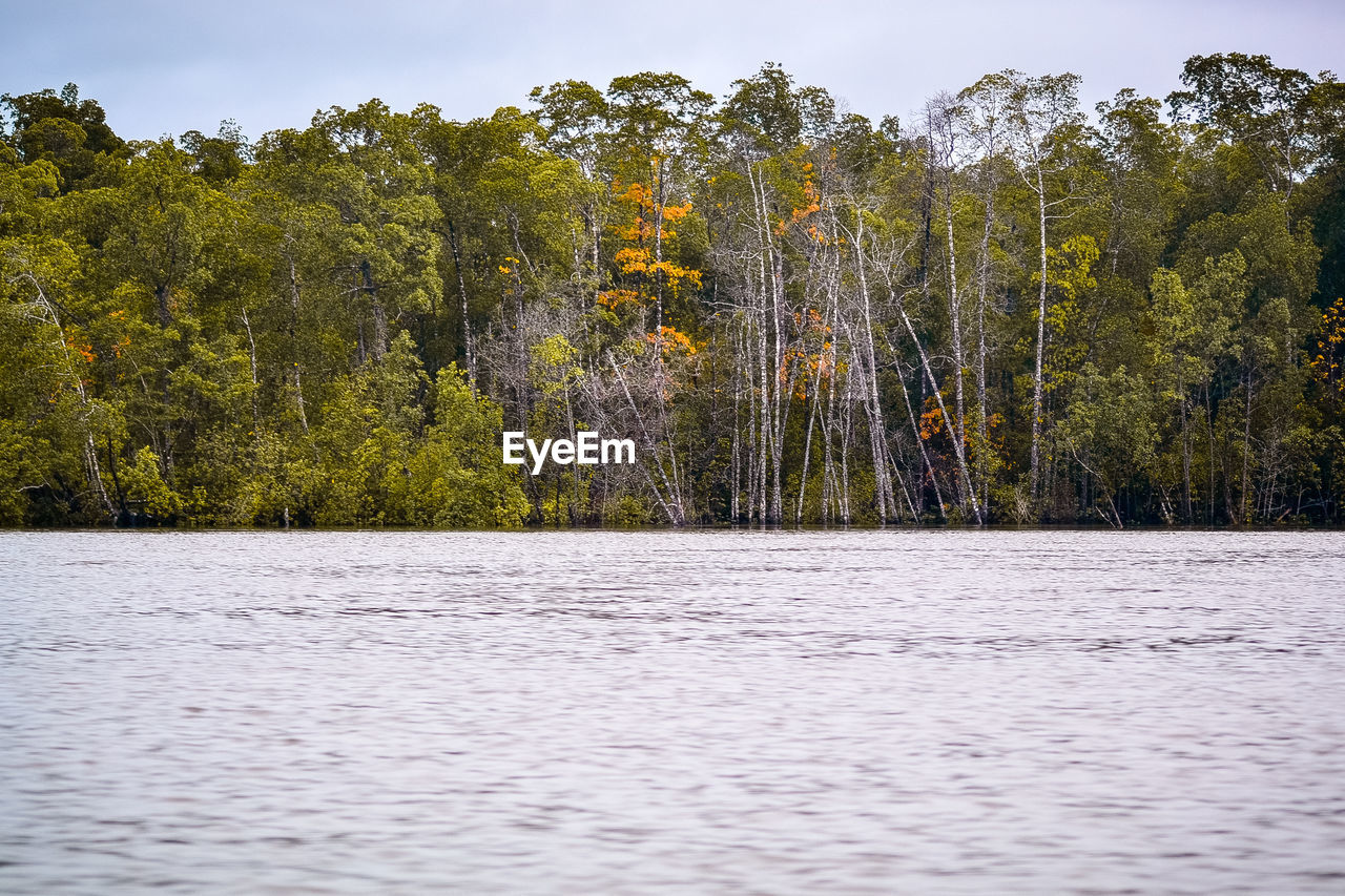 TREES BY LAKE IN FOREST AGAINST SKY