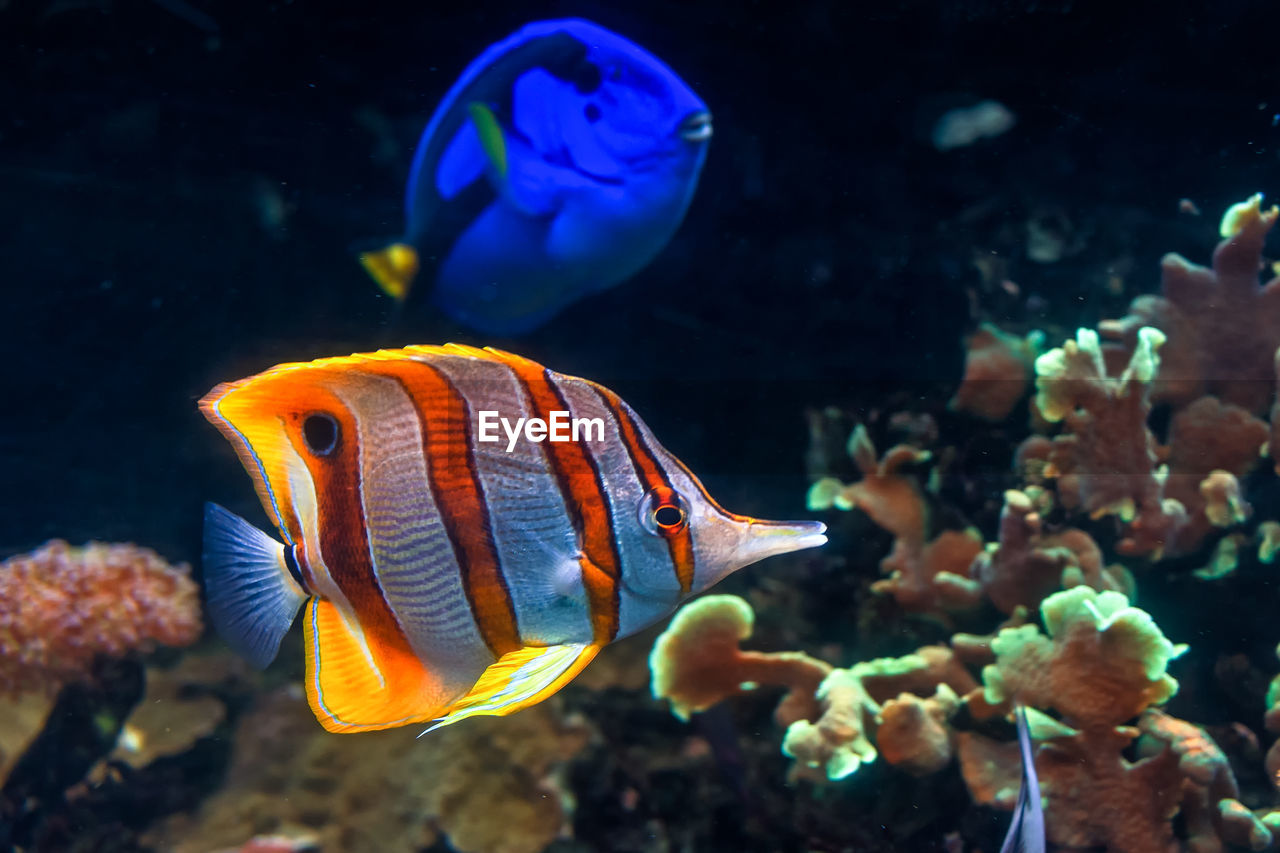 Copperband butterflyfish swim by the corals with a regal tang in the background.