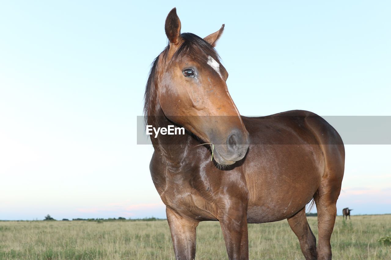 Close-up of horse standing on field against sky