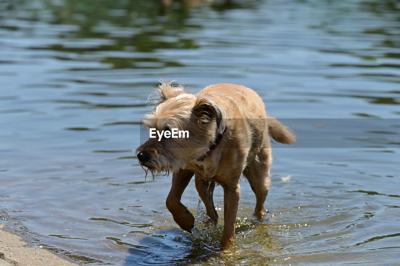 animal, animal themes, water, dog, mammal, one animal, pet, wildlife, nature, lake, domestic animals, wet, no people, day, animal wildlife, carnivore, motion, outdoors, canine