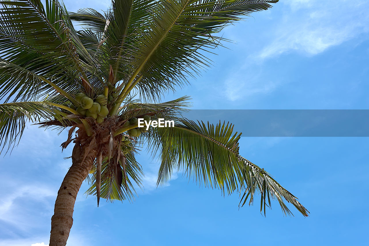 Low angle view of palm tree against blue sky