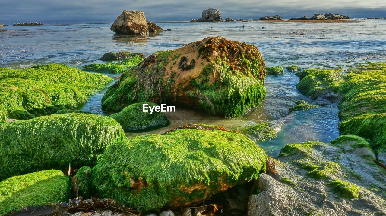 View of rocks covered with seaweed