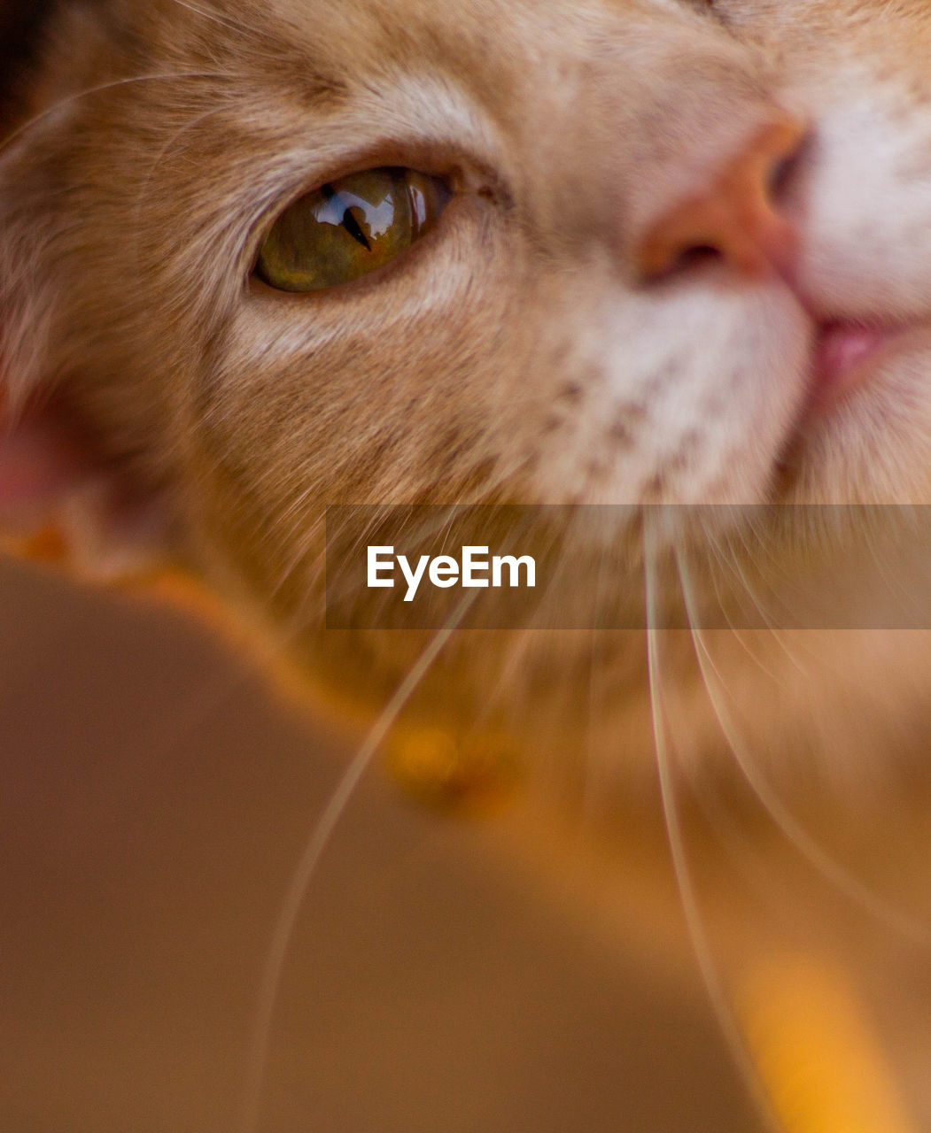 CLOSE-UP PORTRAIT OF CAT OUTDOORS