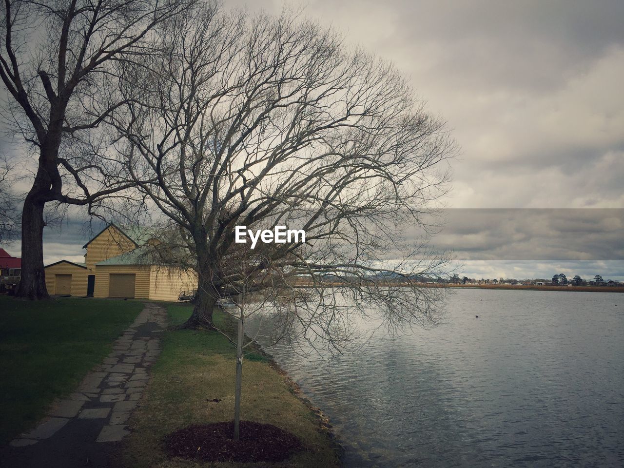 Bare tree by river against sky