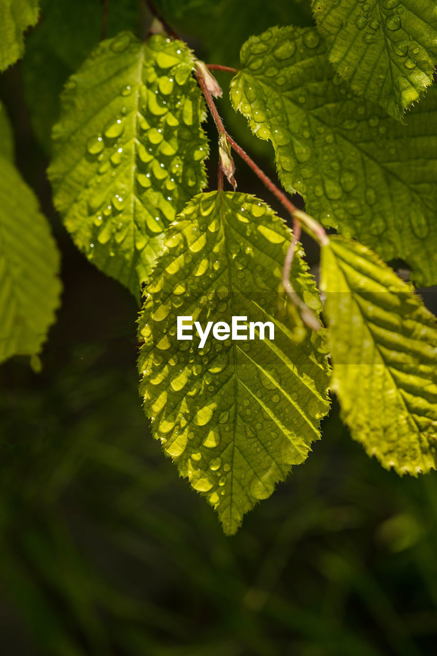 Close-up of leaves