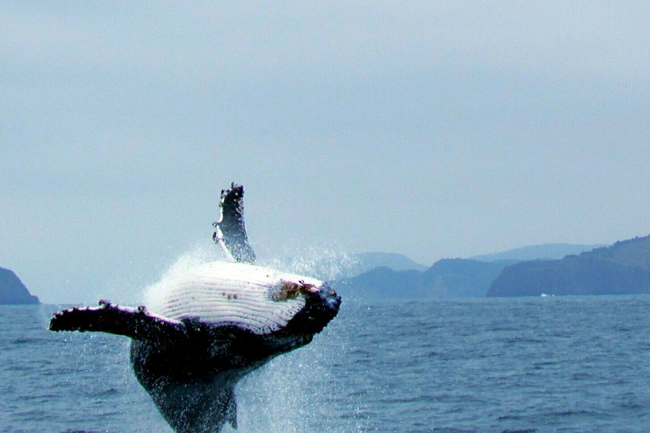 Humpback whale diving in sea against clear sky