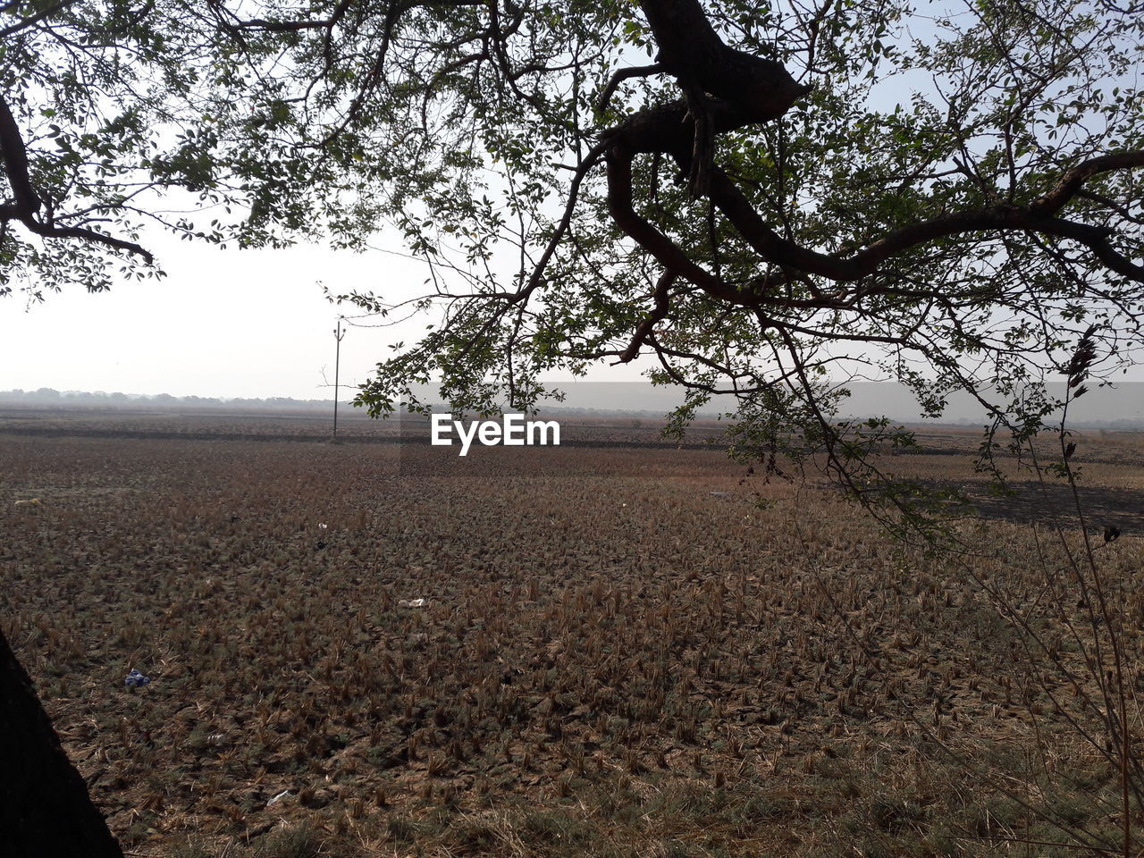 FIELD AGAINST SKY