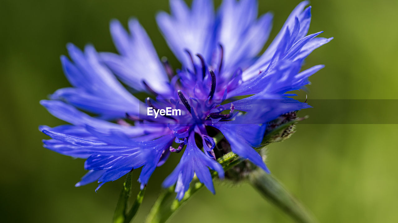 flower, flowering plant, plant, freshness, vegetable, beauty in nature, produce, purple, close-up, chicory, nature, herb, fragility, food, petal, flower head, leaf vegetable, growth, inflorescence, macro photography, blue, no people, focus on foreground, wildflower, macro, plant stem, botany, springtime, blossom, outdoors, vibrant color, meadow, summer, animal wildlife, animal themes, selective focus