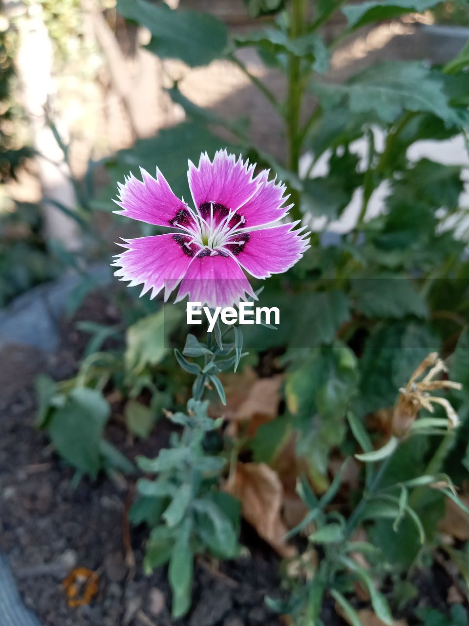 CLOSE-UP OF PINK FLOWER AGAINST PLANTS