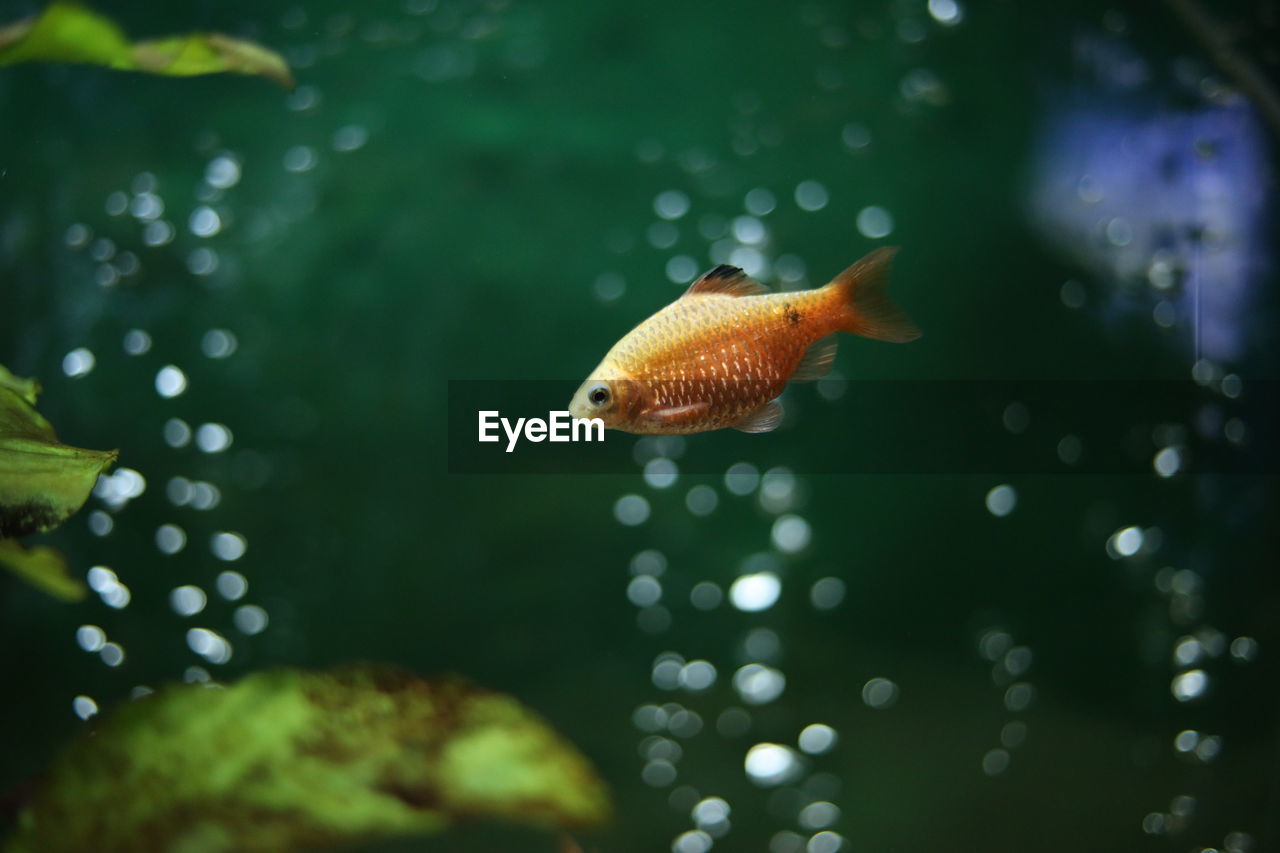 CLOSE-UP OF FISH UNDERWATER