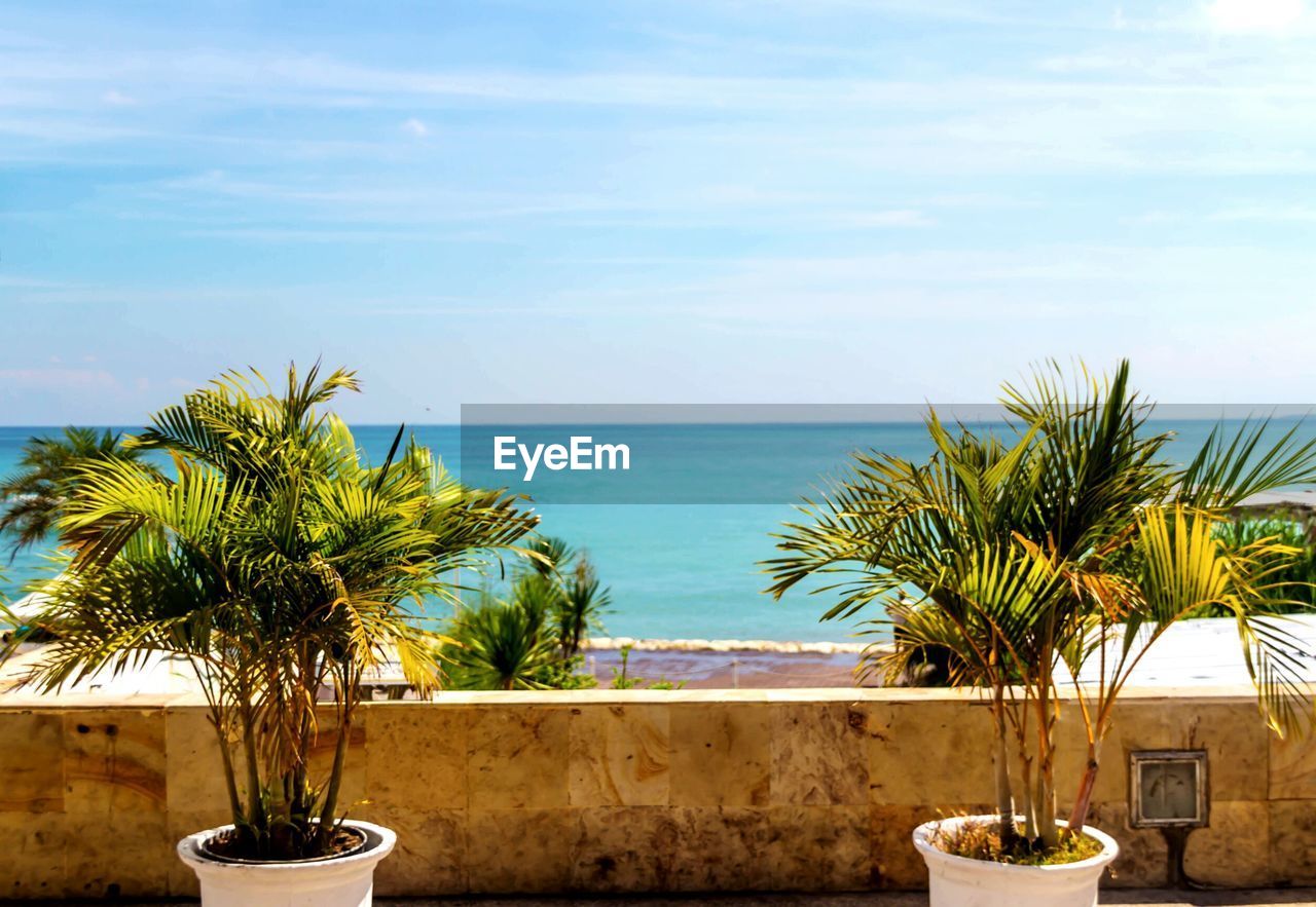 Palm trees by beach against sky