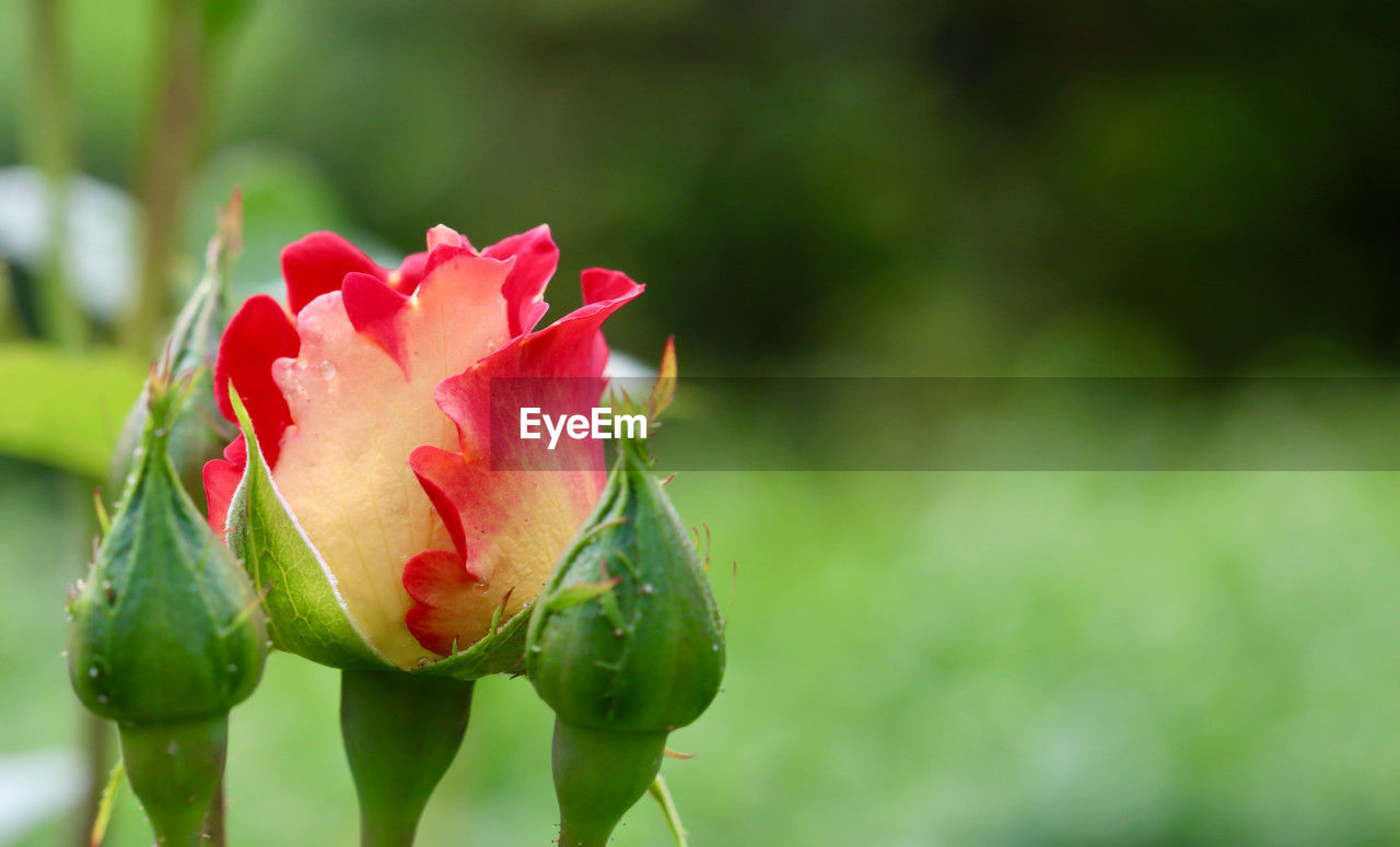 plant, flower, freshness, flowering plant, beauty in nature, close-up, nature, macro photography, growth, focus on foreground, bud, green, fragility, red, petal, plant part, leaf, no people, rose, inflorescence, flower head, blossom, outdoors, plant stem, drop, wet, day, water, springtime, pink, food and drink