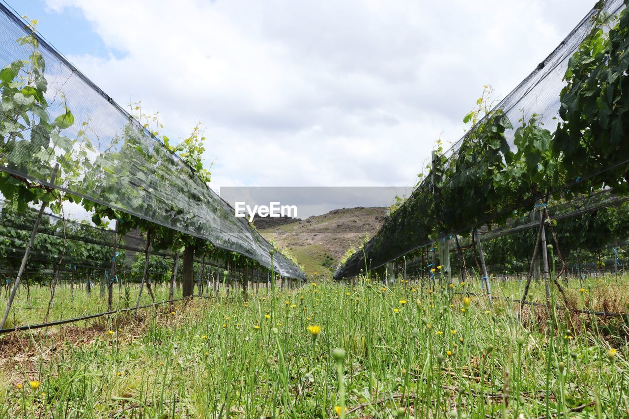 Vineyard in the mountains