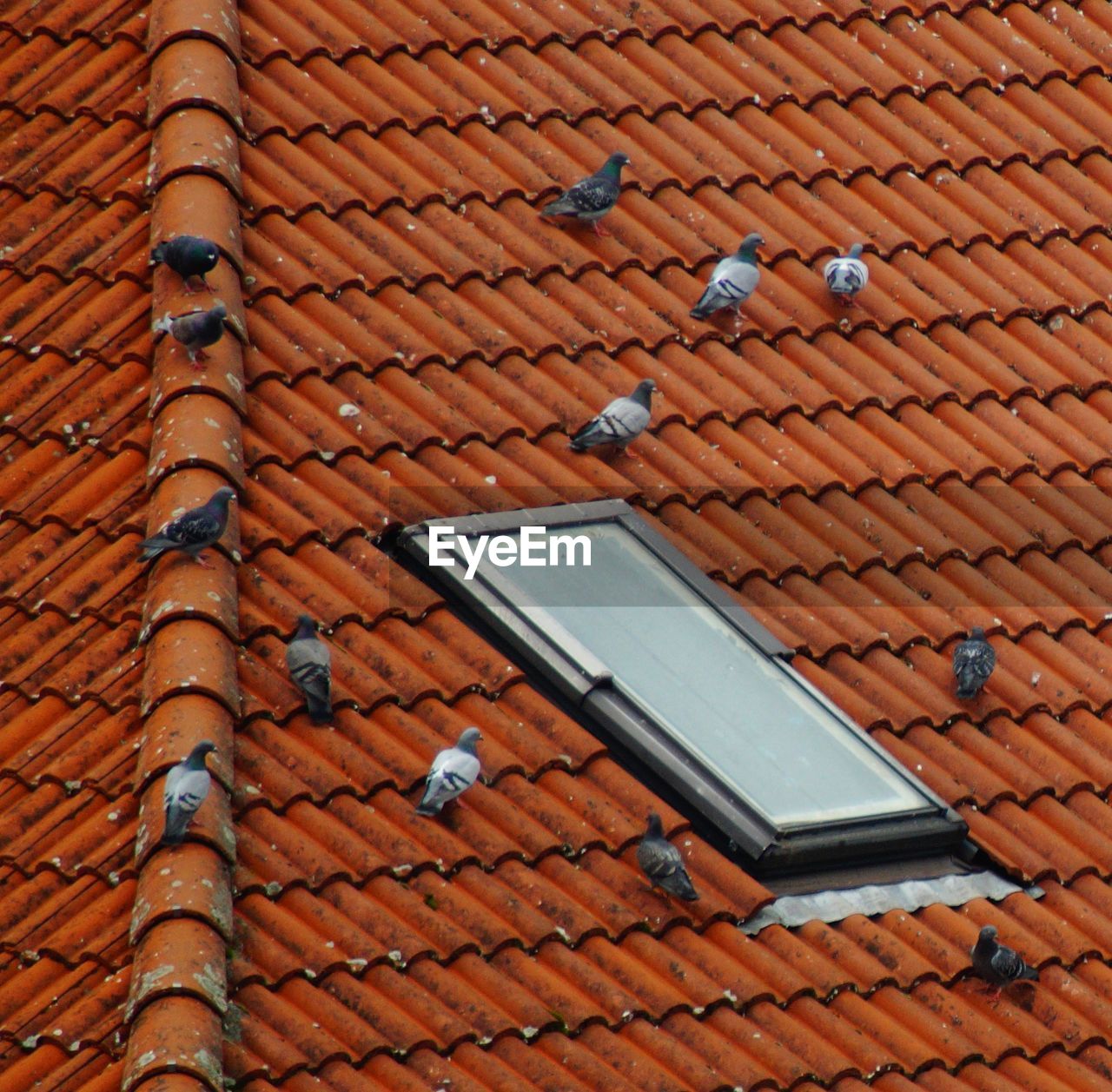 HIGH ANGLE VIEW OF SMALL ROOF OF HOUSE