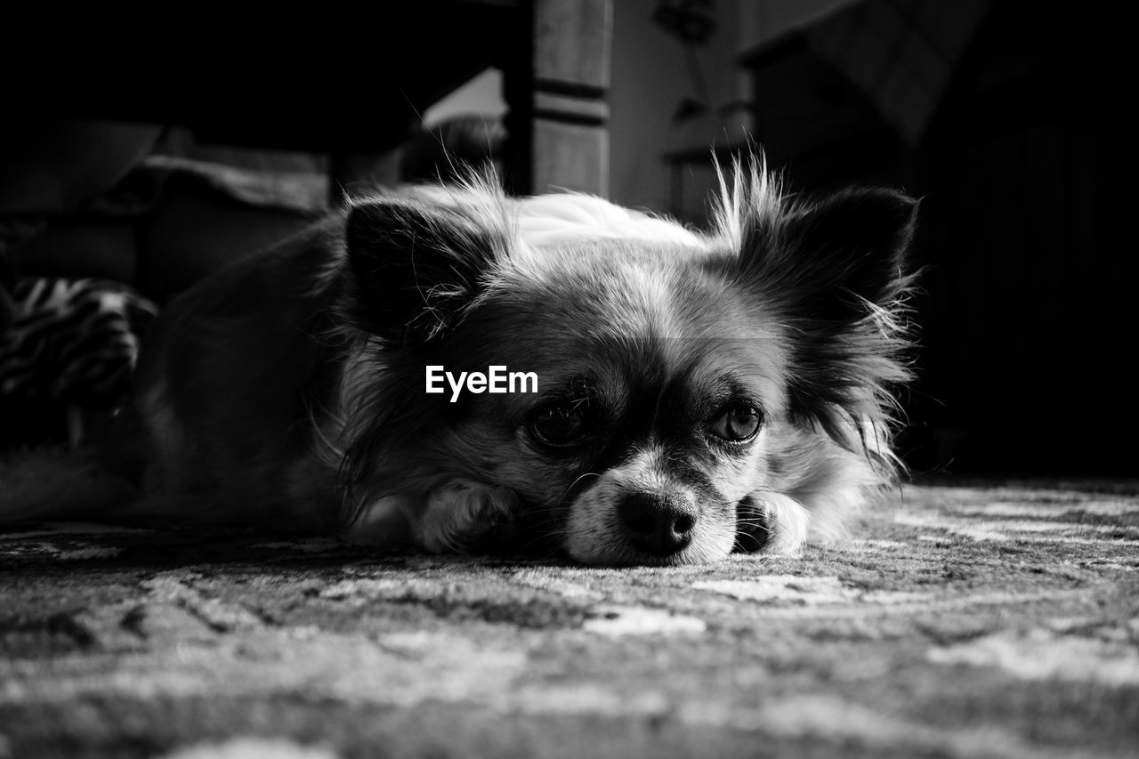 CLOSE-UP PORTRAIT OF A DOG LYING DOWN