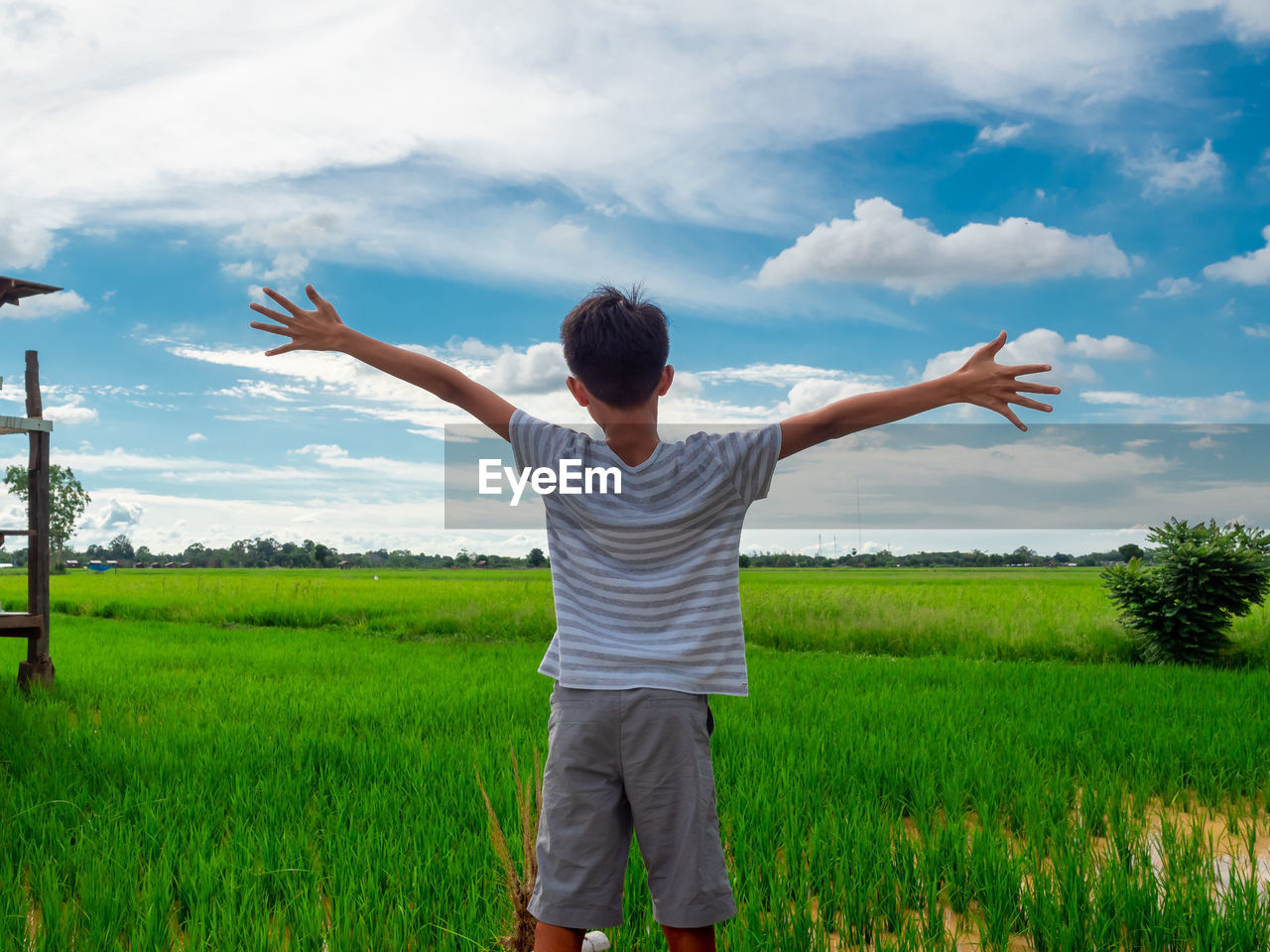 Rear view of an asian boy open his arm out in a green open rice field with clear blue sky