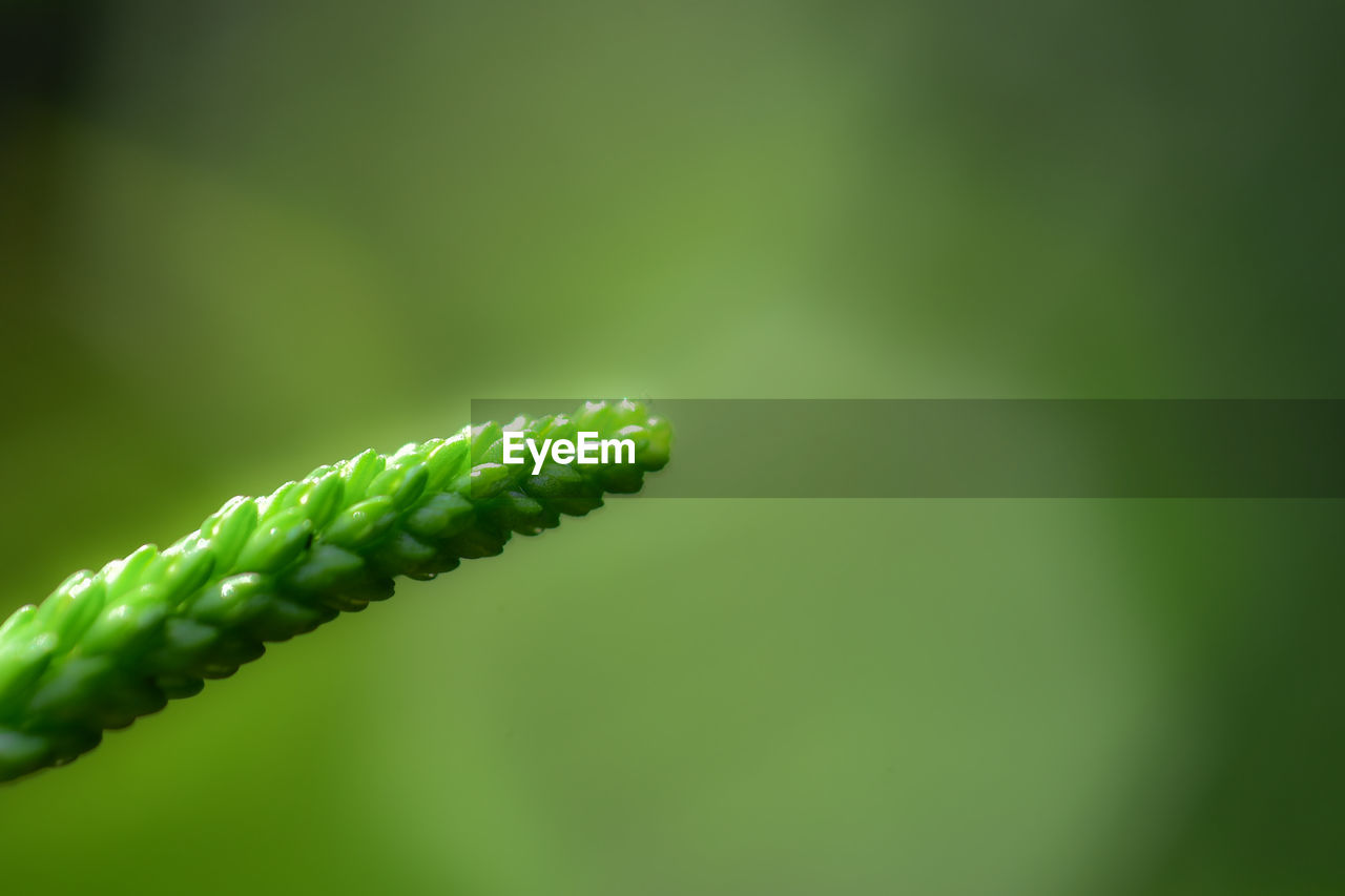 CLOSE-UP OF GREEN FERN