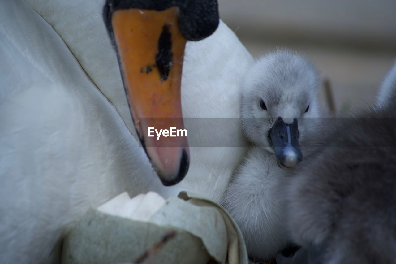 CLOSE-UP OF A YOUNG BIRDS IN WATER