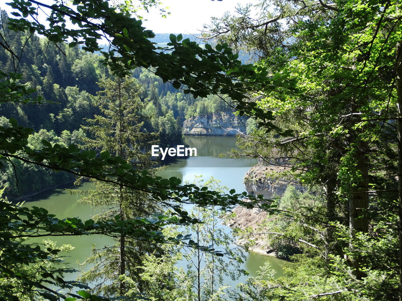 TREES BY LAKE IN FOREST