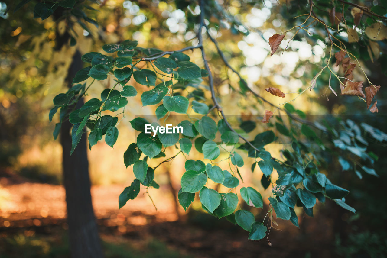 Close-up of tree against sky