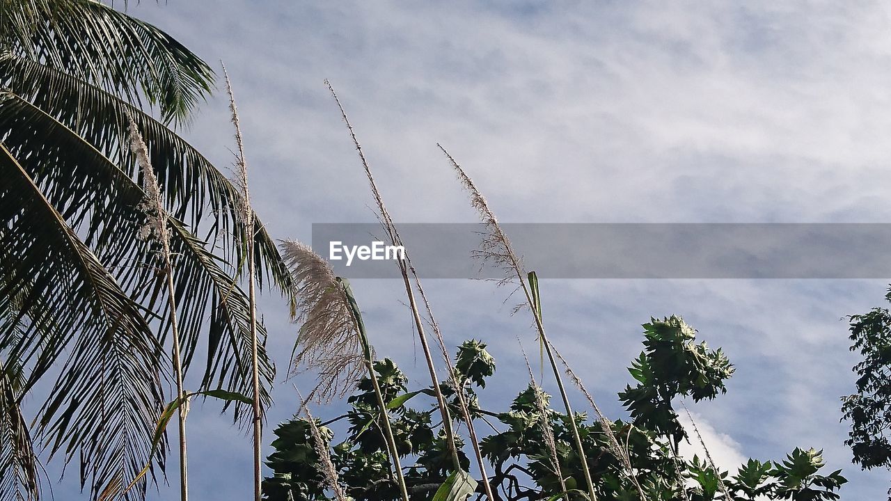 LOW ANGLE VIEW OF TREES AGAINST THE SKY