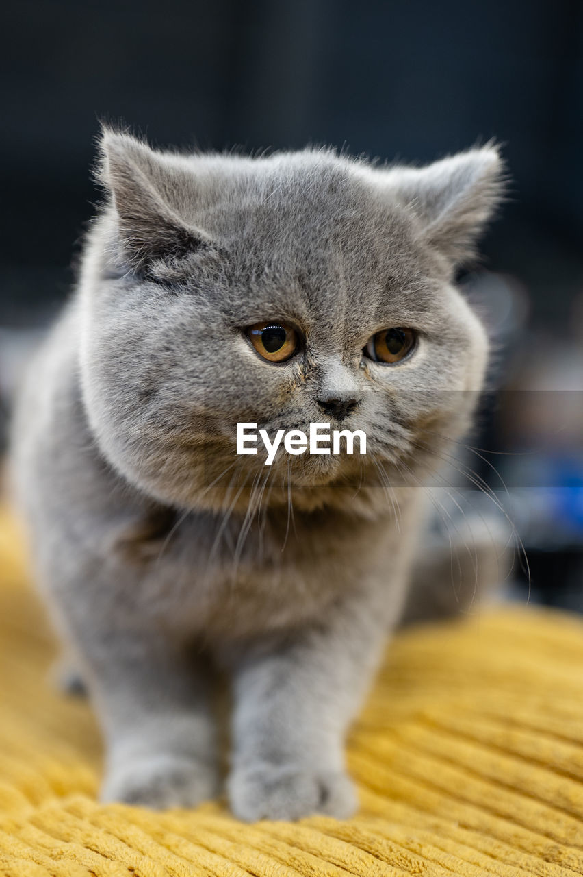 cat, pet, animal themes, animal, mammal, domestic animals, one animal, domestic cat, whiskers, feline, felidae, small to medium-sized cats, close-up, portrait, no people, carnivore, looking at camera, cute, looking, kitten, young animal, indoors, animal hair, animal body part, front view, nose, focus on foreground, gray