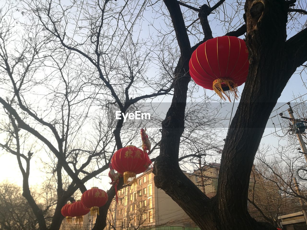 LOW ANGLE VIEW OF RED FRUIT HANGING ON TREE